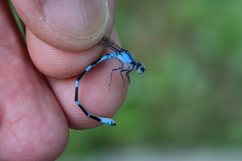 Photo of Tule Bluet
