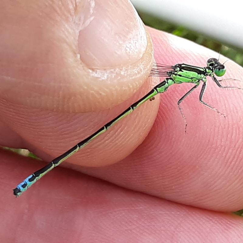 Photo of Eastern Forktail