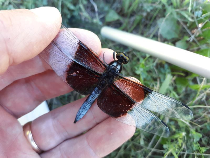 Photo of Widow Skimmer