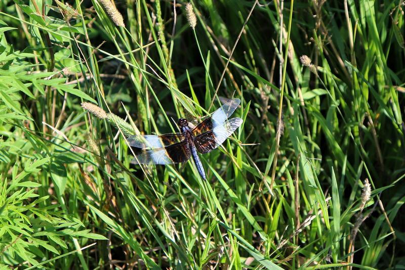 Photo of Widow Skimmer