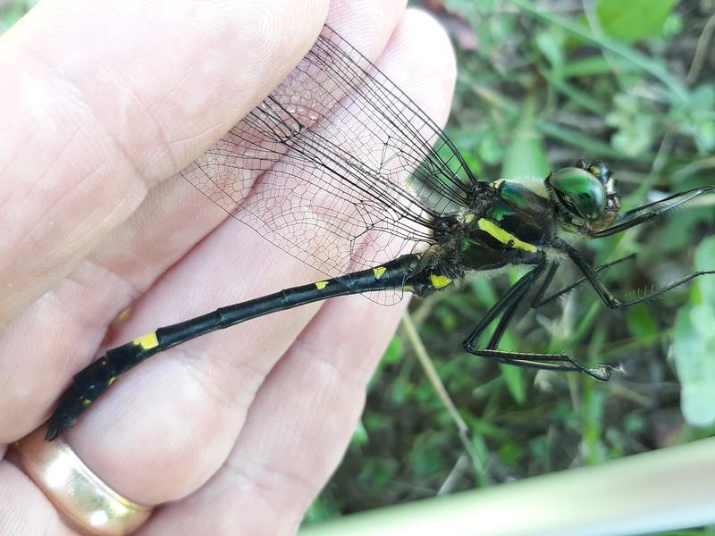 Photo of Swift River Cruiser (Illinois River Cruiser ssp.)