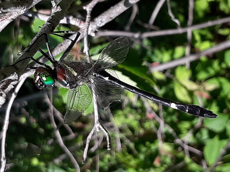 Photo of Swift River Cruiser (Illinois River Cruiser ssp.)