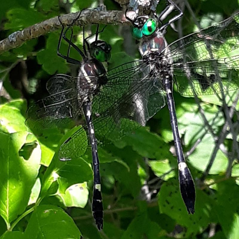 Photo of Swift River Cruiser (Illinois River Cruiser ssp.)