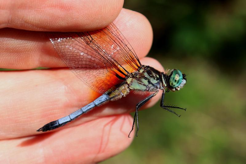 Photo of Blue Dasher