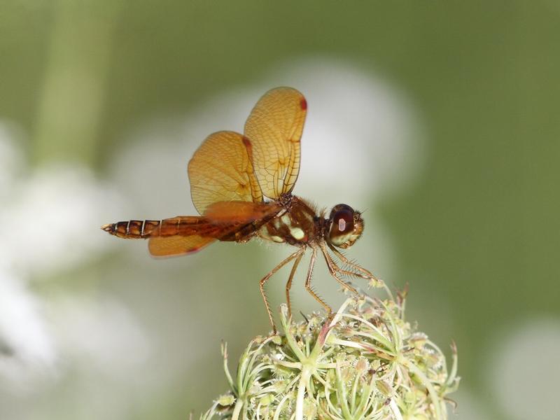 Photo of Eastern Amberwing