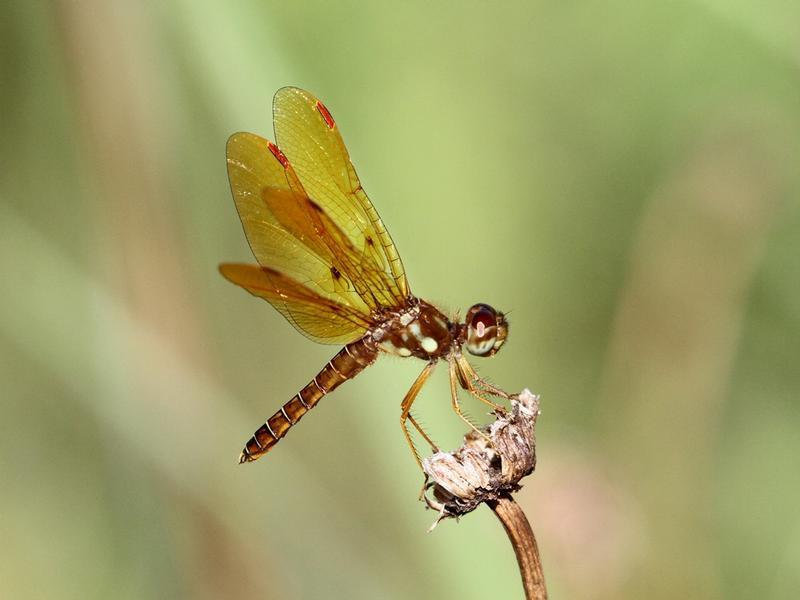 Photo of Eastern Amberwing