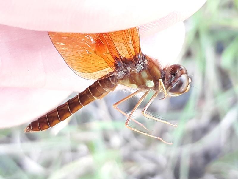 Photo of Eastern Amberwing