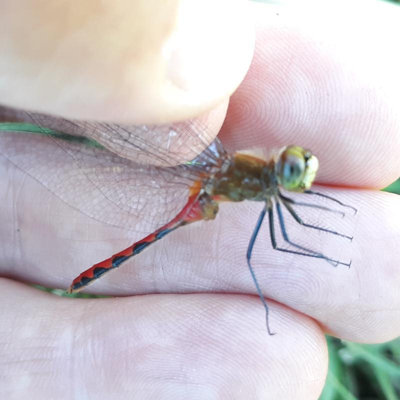 Photo of White-faced Meadowhawk