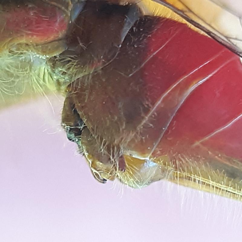 Photo of White-faced Meadowhawk