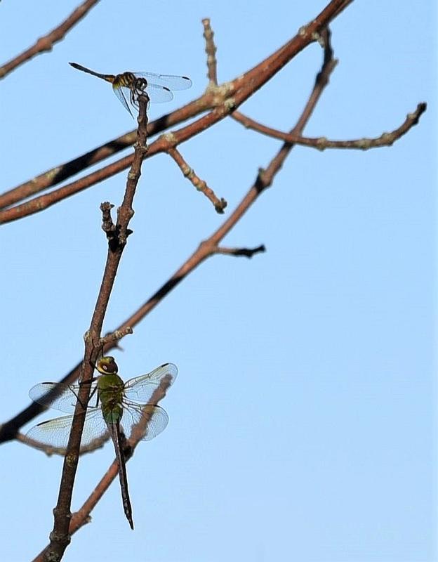 Photo of Common Green Darner