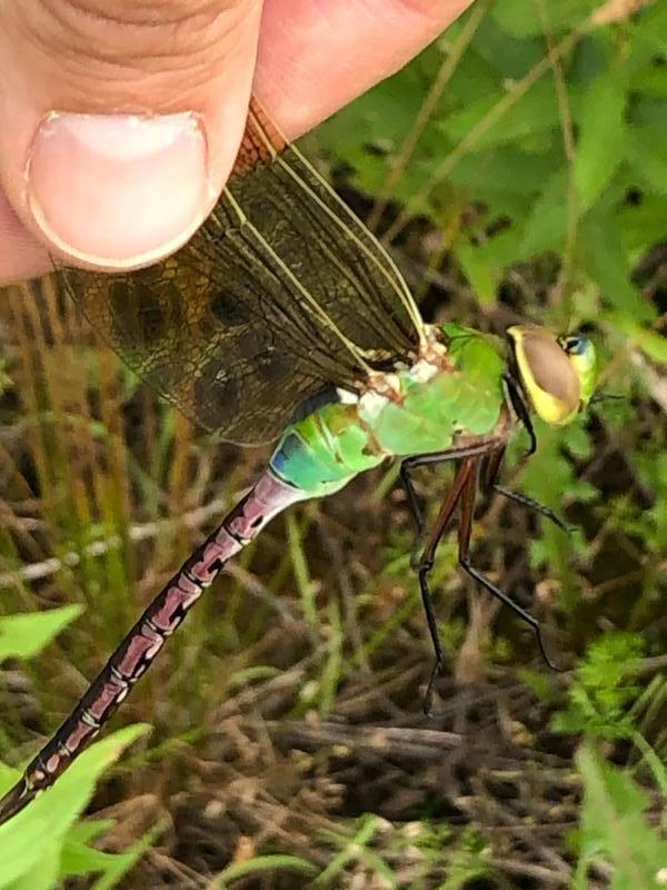 Photo of Common Green Darner