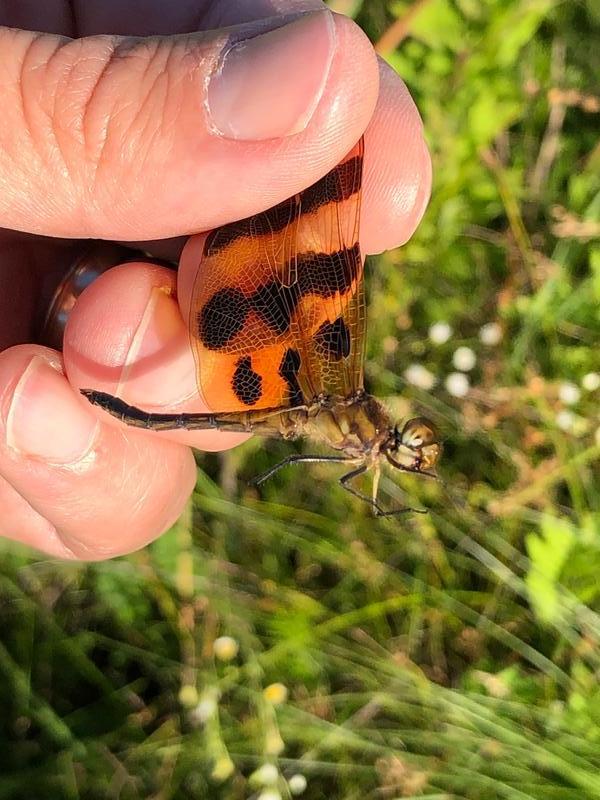 Photo of Halloween Pennant