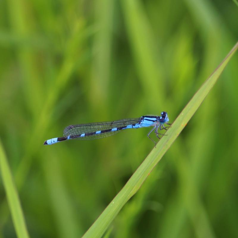 Photo of Tule Bluet