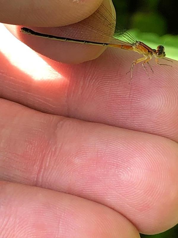 Photo of Eastern Forktail