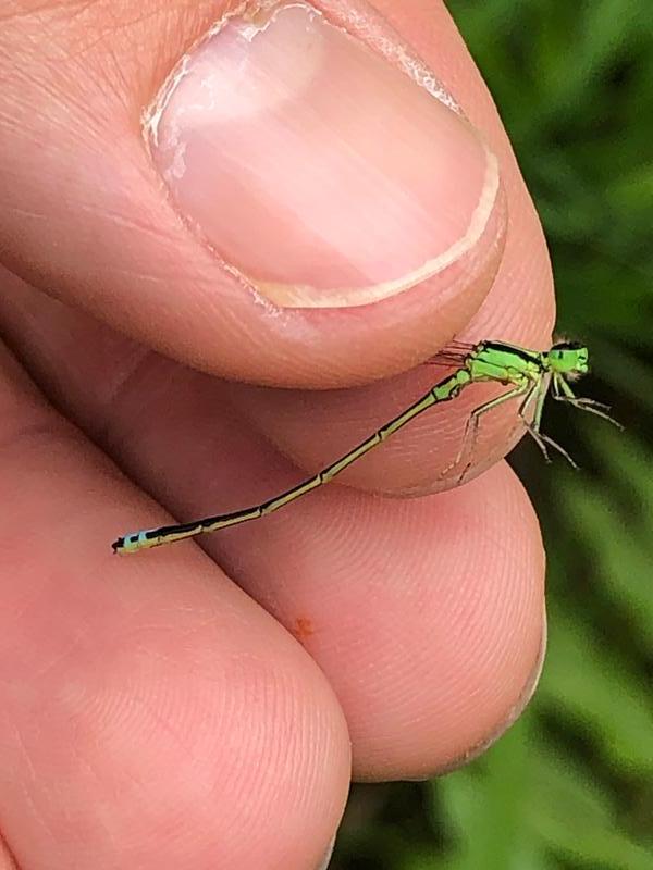 Photo of Eastern Forktail