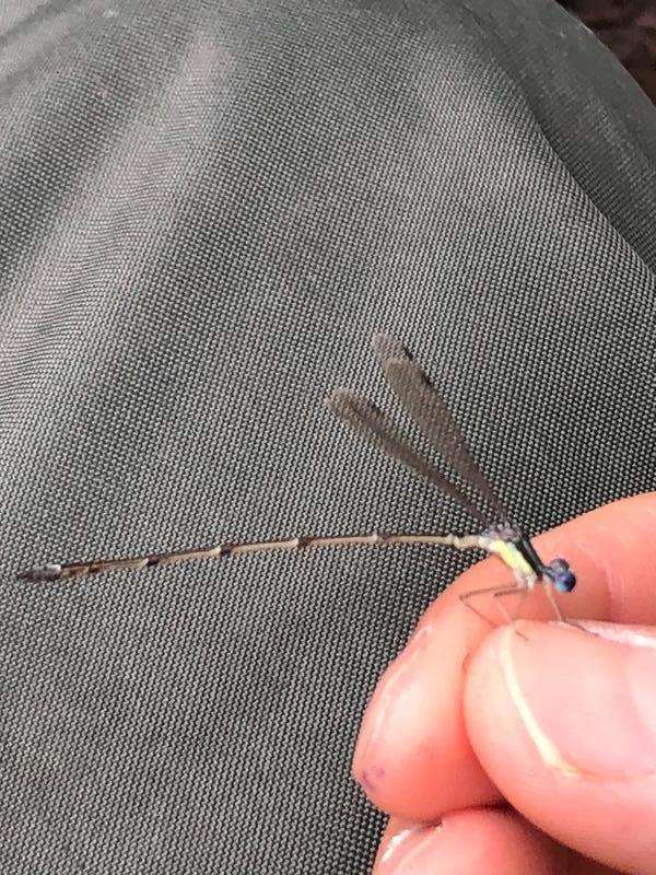 Photo of Slender Spreadwing