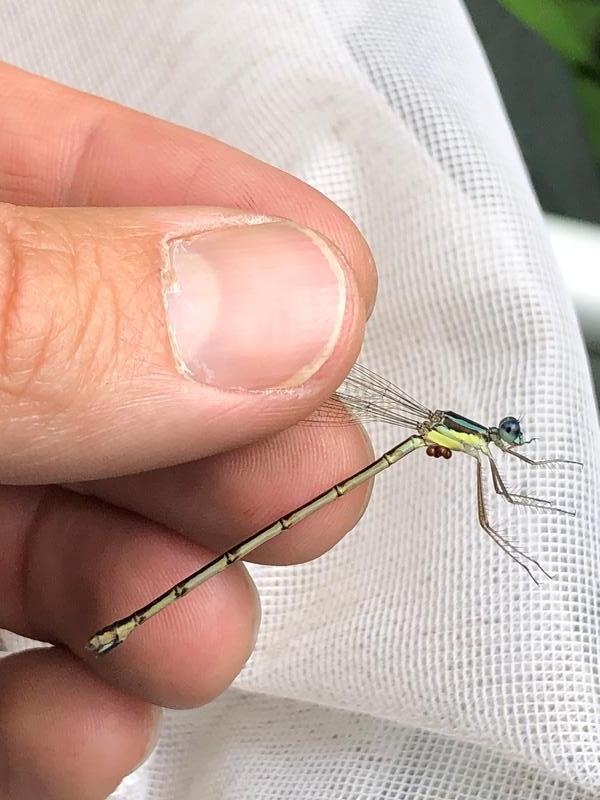 Photo of Slender Spreadwing