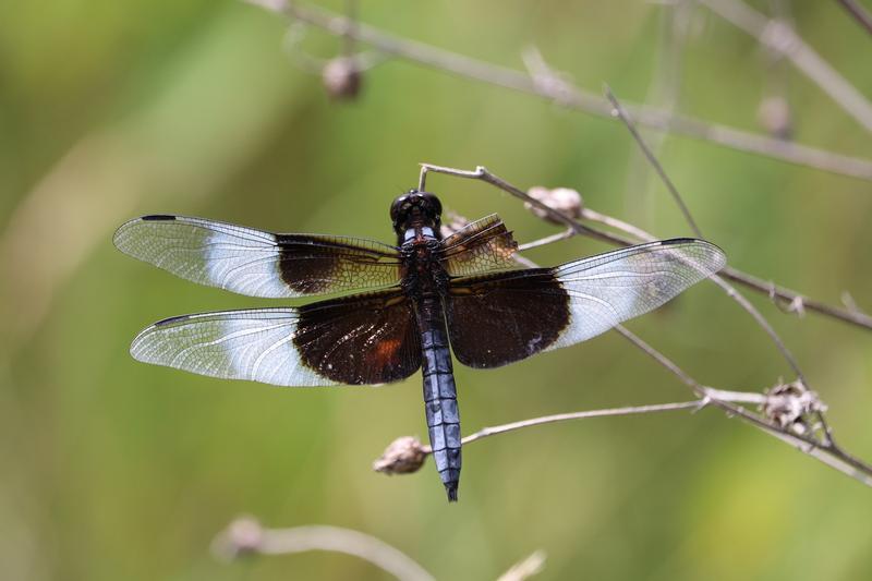 Photo of Widow Skimmer