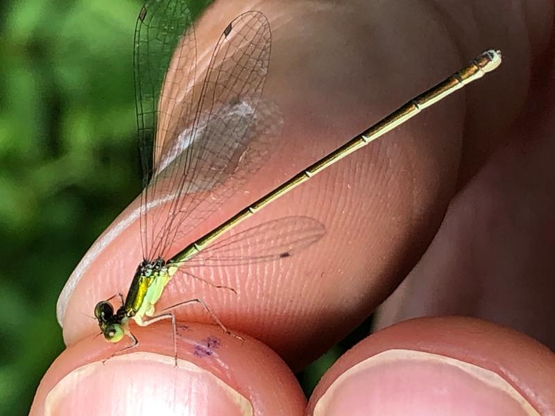 Photo of Sedge Sprite