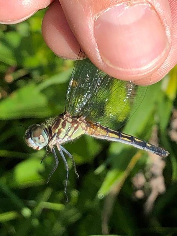 Photo of Blue Dasher