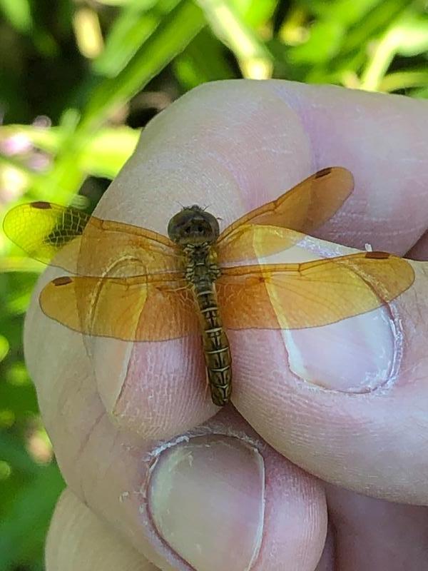 Photo of Eastern Amberwing