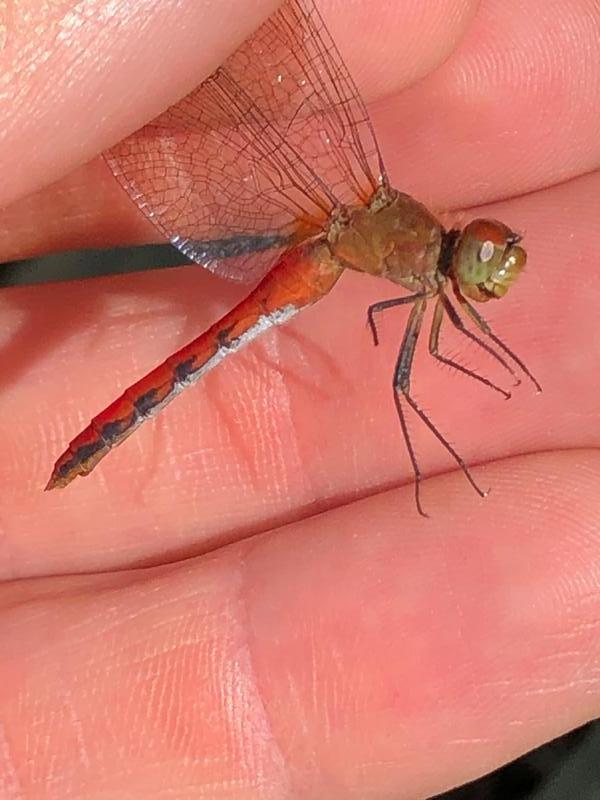 Photo of Ruby Meadowhawk