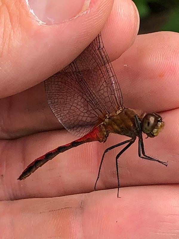 Photo of Ruby Meadowhawk