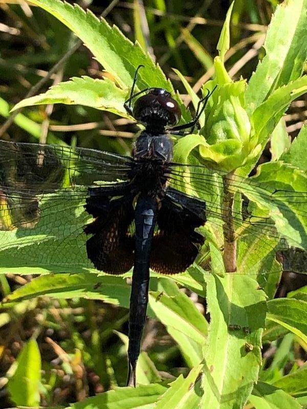 Photo of Black Saddlebags