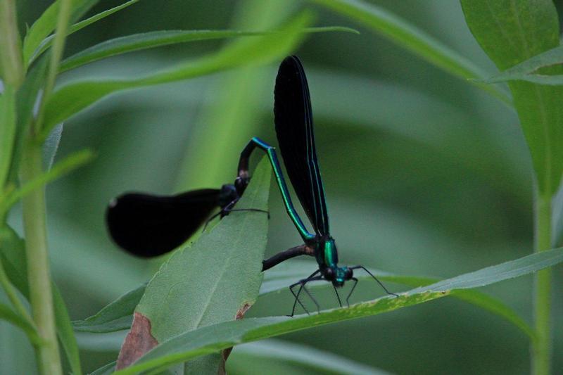 Photo of Ebony Jewelwing