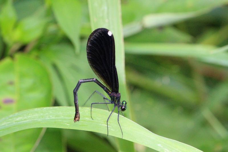 Photo of Ebony Jewelwing