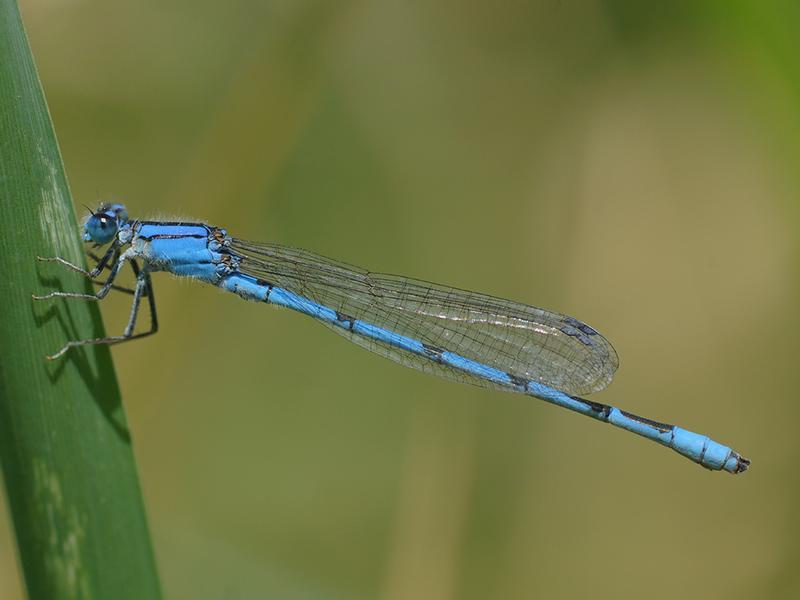 Photo of Familiar Bluet