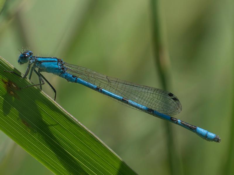 Photo of Hagen's Bluet