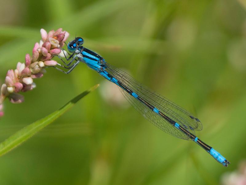 Photo of Tule Bluet