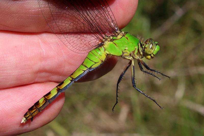 Photo of Eastern Pondhawk