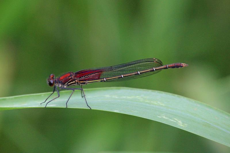 Photo of American Rubyspot