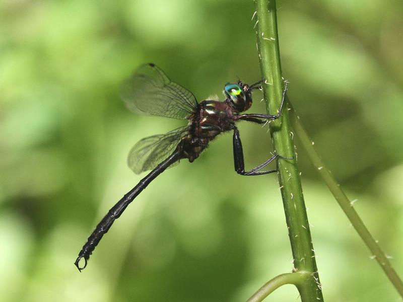 Photo of Clamp-tipped Emerald