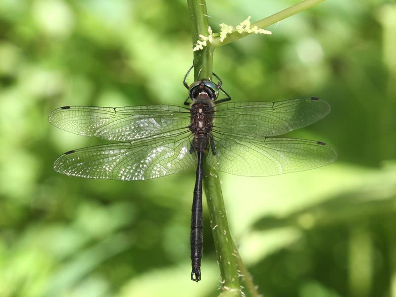 Photo of Clamp-tipped Emerald