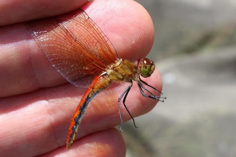 Photo of Cherry-faced Meadowhawk