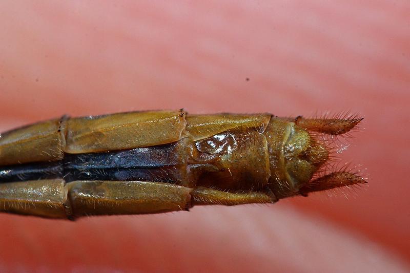 Photo of Cherry-faced Meadowhawk