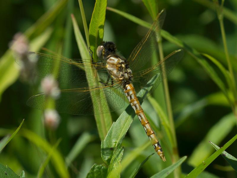 Photo of Variegated Meadowhawk