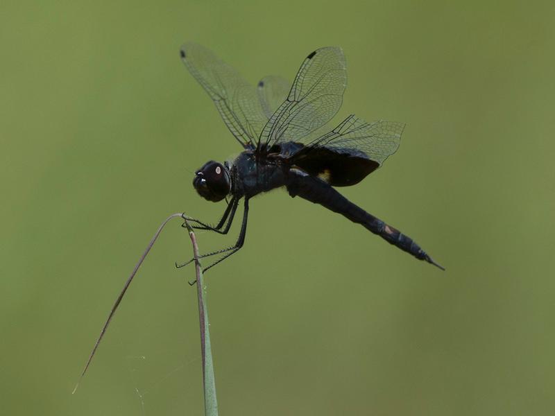 Photo of Black Saddlebags