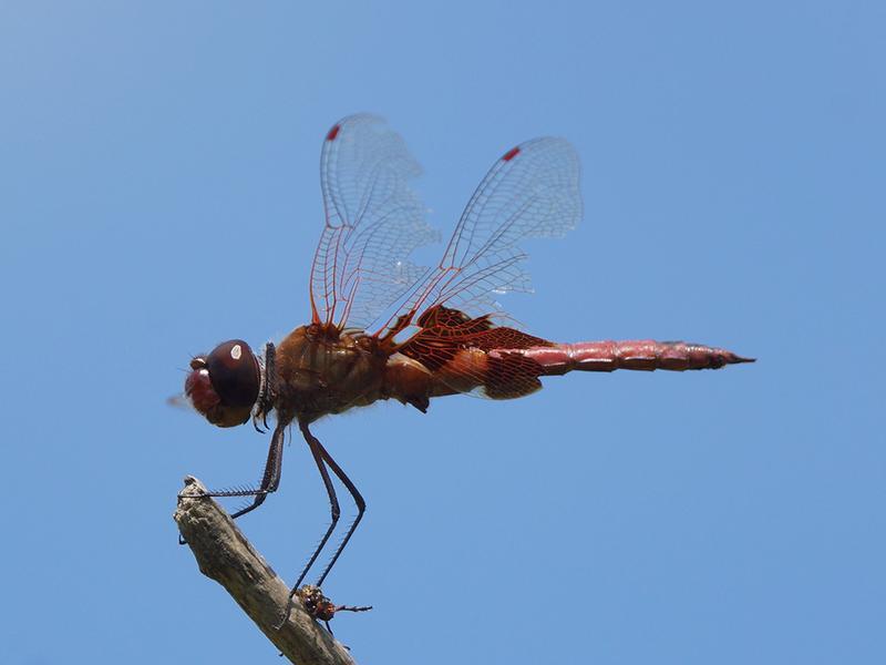 Photo of Red Saddlebags