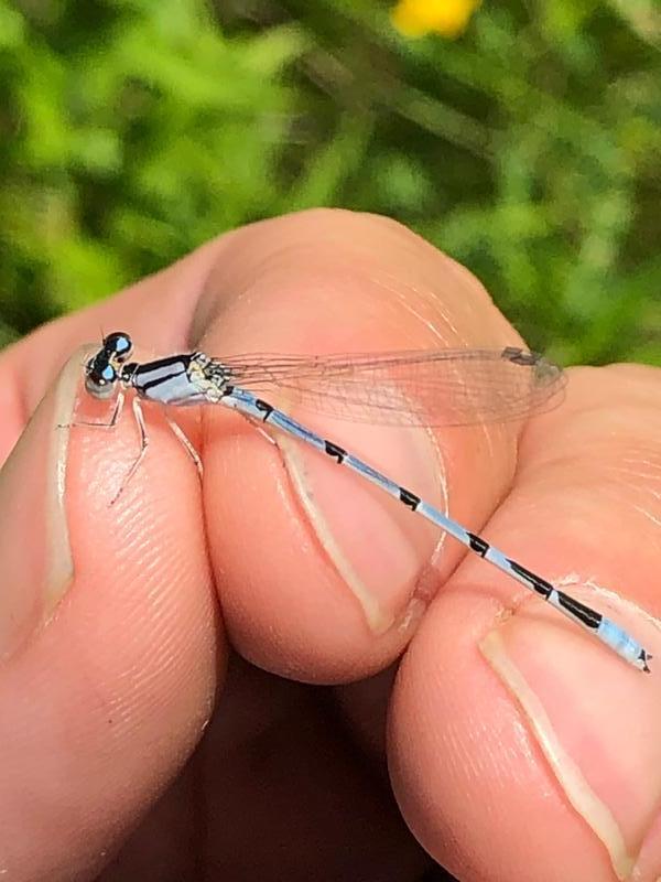 Photo of Marsh Bluet