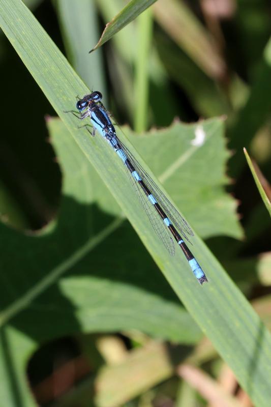Photo of Tule Bluet
