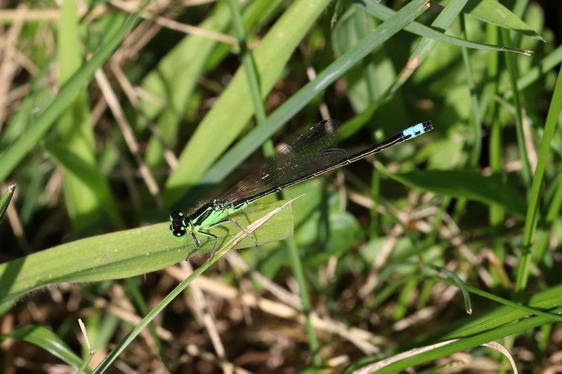 Photo of Eastern Forktail