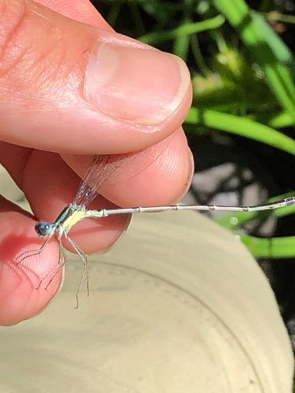 Photo of Slender Spreadwing