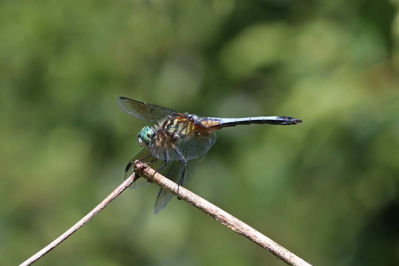 Photo of Blue Dasher
