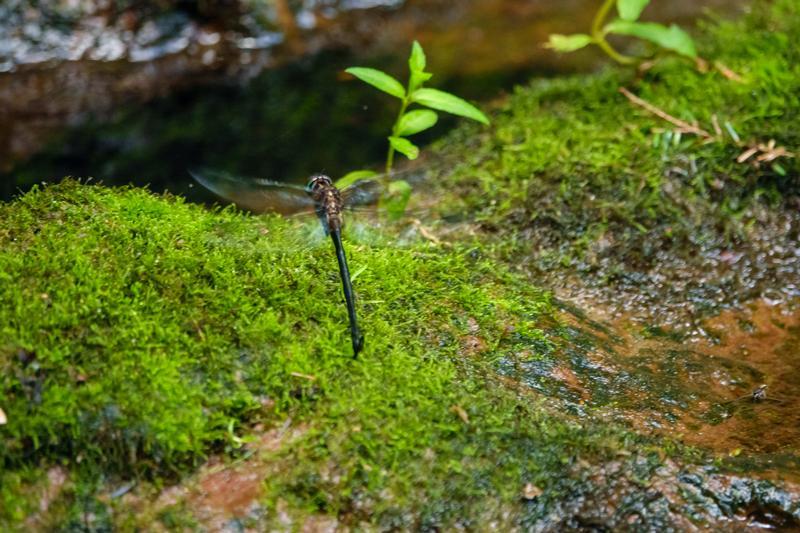 Photo of Clamp-tipped Emerald