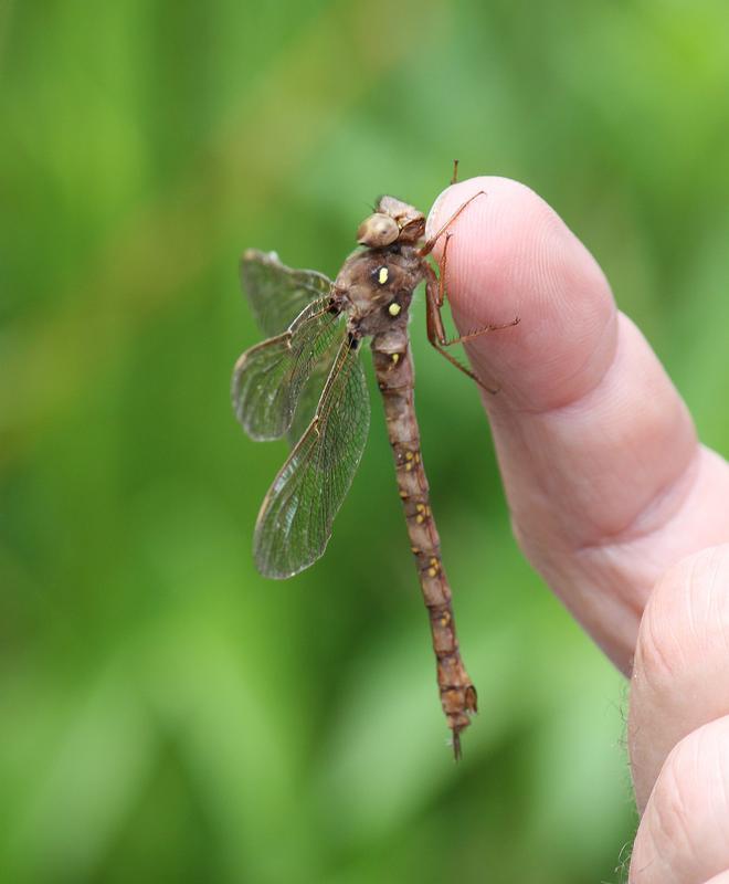 Photo of Fawn Darner