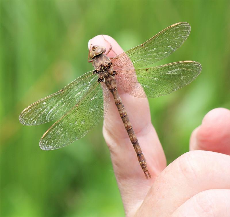 Photo of Fawn Darner